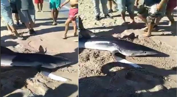 Tunisia, squalo trascinato a riva, torturato e ucciso fra le risate Video