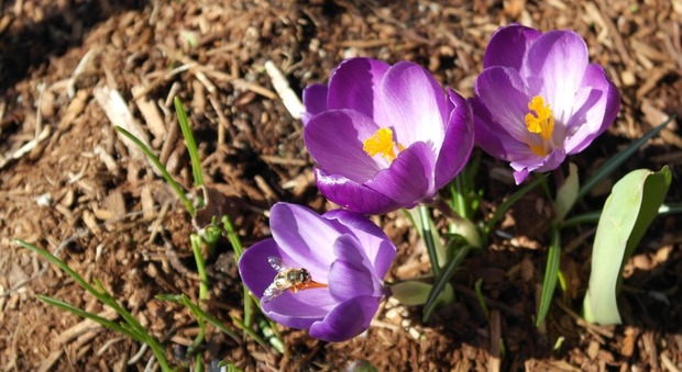Oggi è primavera con un giorno d'anticipo: ecco perché non entra il 21 marzo come sempre