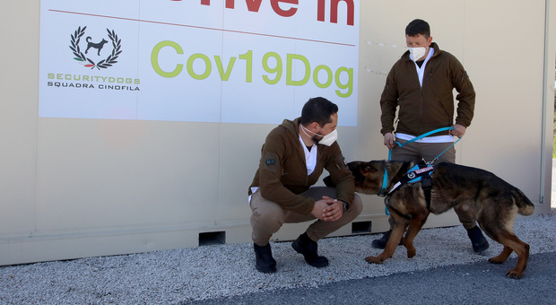 Cani in grado di fiutare il Covid, dal 2 settembre saranno impiegati allo Ieo di Milano