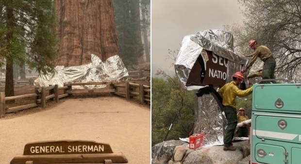 Incendi in California, paura per le sequoie: l'albero più grande al mondo avvolto con una coperta anti-fiamme