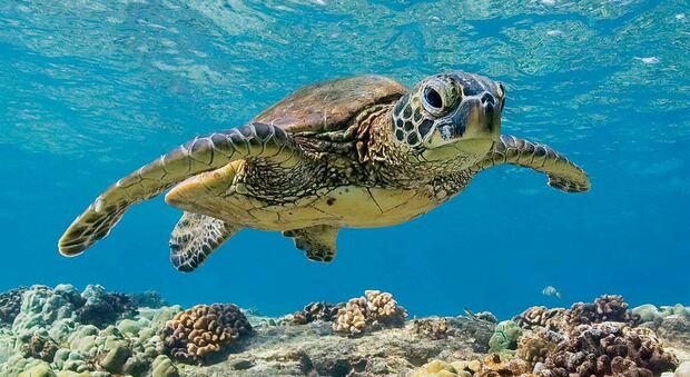 L'elisir di lunga vita non è più utopia: merito delle tartarughe