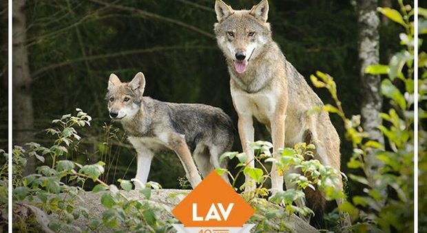 "Non riapra la caccia al lupo": l'appello degli animalisti a Gentiloni