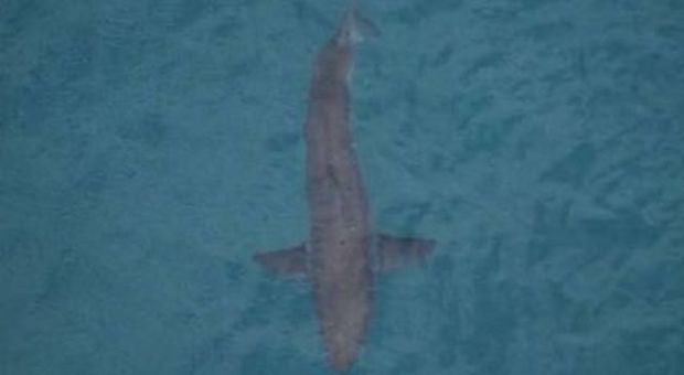 Terrore in spiaggia, squalo attacca e uccide surfista