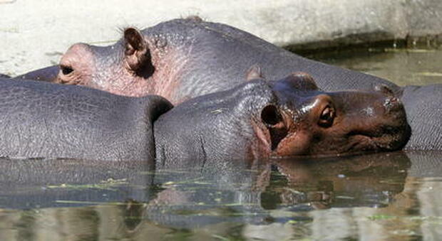 Ippopotami con il Covid nello zoo di Anversa: è il primo caso