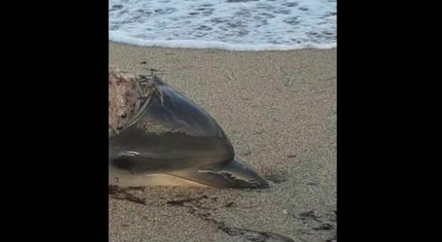 Delfini uccisi e sfilettati, orrore sulle spiagge della Sardegna: «Per farne mosciame da 200 euro al kg»