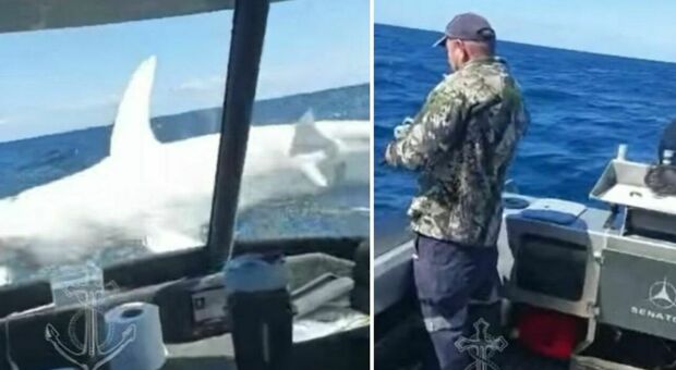 Squalo salta fuori dall'acqua e finisce su un peschereccio: il video choc mostra i passeggeri sconvolti