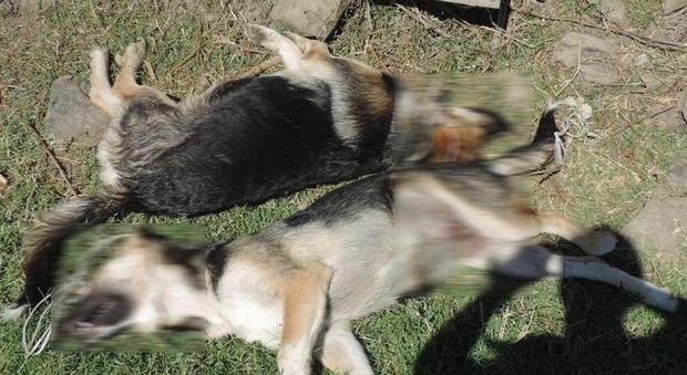 Due cani impiccati dai pastori per vendetta. La denuncia degli animalisti FOTO CHOC