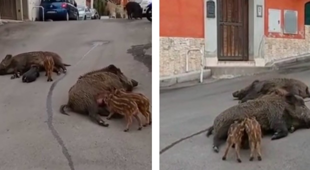 Roma come uno zoo, due cinghiali allattano i cuccioli per strada: il video incredibile