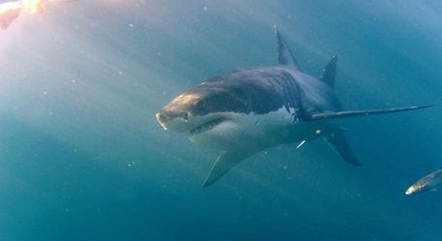Ucciso da uno squalo durante un'immersione: «Si cerca il corpo»