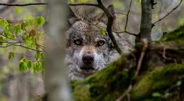 Cane ucciso dai lupi e il proprietario circondato dal branco: choc in Trentino