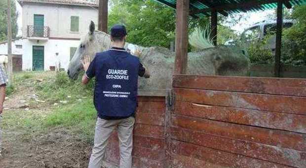 Urbino choc: Sei cavalli lasciati morire di fame e sete. La proprietaria: "Non posso mantenerli"