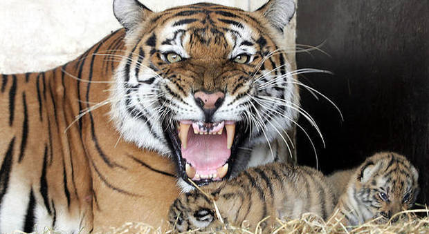Tragedia allo zoo: tigre del Bengala sbrana un dipendente del parco