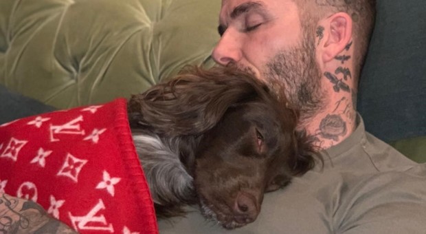 David Beckham, il suo cane Olive dorme con una coperta di Vuitton da oltre 5mila euro