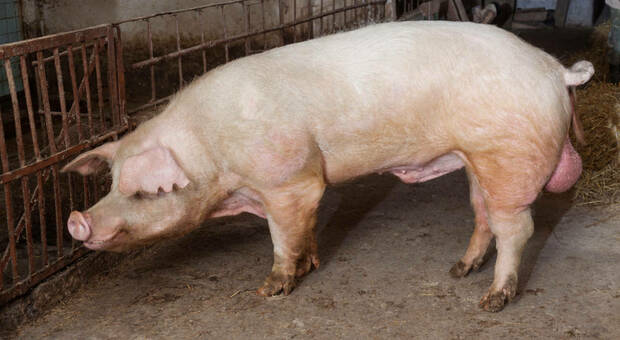 Peste suina, abbattuti tutti i maiali dell'allevamento infetto: continua il monitoraggio
