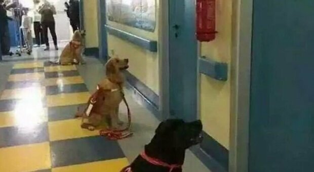Cani in reparto, la foto scattata in ospedale è commovente: «Aspettano di entrare dai bambini malati»