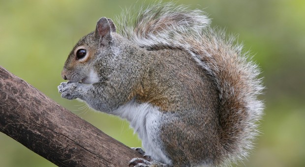 Carne di scoiattolo grigio al ristorante, ma la scelta non dovrebbe indignare: ecco perché
