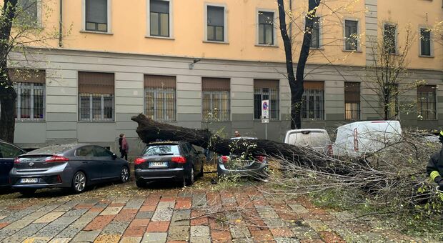 Paura nel cuore di Milano: albero crolla sulle auto in sosta, panico in strada