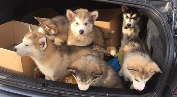 Salvati 6 cuccioli di siberian husky: erano nel baule di un’auto e rischiavano di morire disidratati
