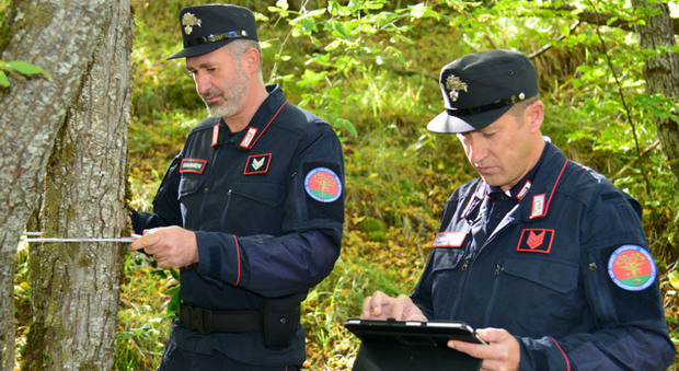Carabinieri Forestali contro il taglio abusivo dei boschi. Durante il lockdown effettuati 7.000 controlli nelle aree verdi.