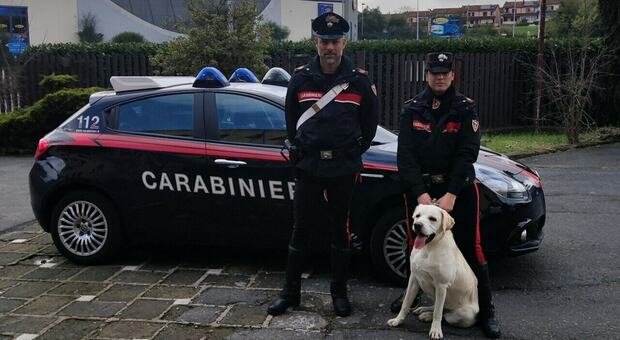 Il cane labrador scappa dal giardino e finisce nel traffico: Carabinieri lo salvano e lo riporrtano a casa