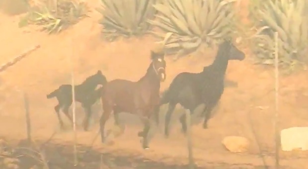 California, il cavallo sfida le fiamme per salvare la sua famiglia: il video commuove il web
