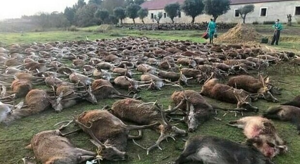 Choc a Natale: massacrati 540 cervi e cinghiali in una zona di caccia
