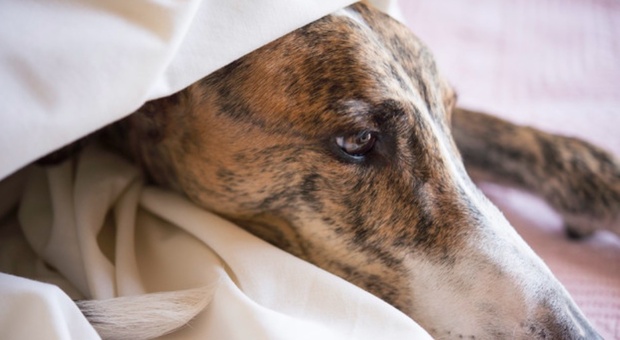 Coppia lascia quasi morire di fame il cucciolo di cane: incastrati dai social