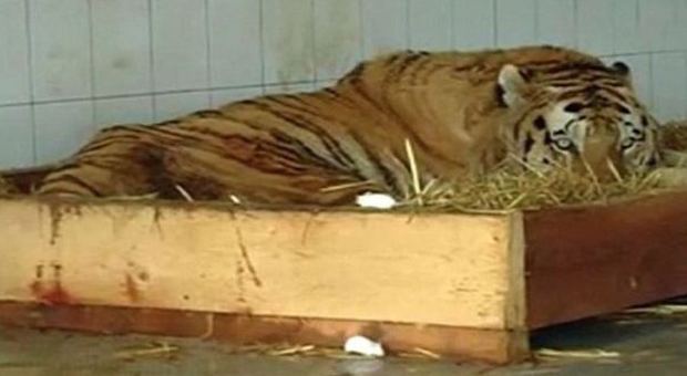 Tigre disperata per la morte della compagna: l'animale salvato dall'amicizia con due topi