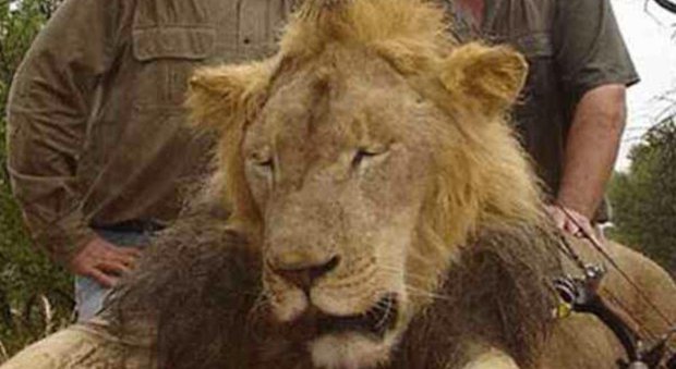 Zimbabwe, ucciso il figlio del leone Cecil