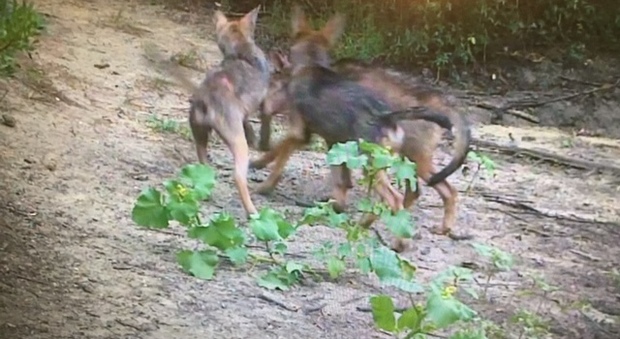 Sorpresa a Roma, sei cuccioli di lupo nati nell'oasi di Castel di Guido