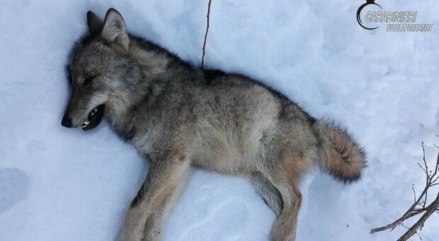 Torino, bracconiere uccide un lupo: incastrato dagli speciliasti del Ris