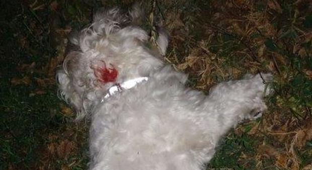 Maltese sbranato in un parco da un pastore tedesco: rissa fra le proprietarie dei cani