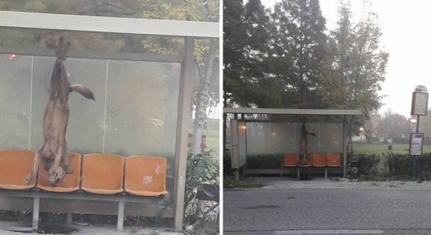 Lupo ucciso e appeso alla fermata del bus: orrore a Coriano