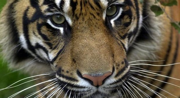 Coronavirus a New York, tigre dello zoo del Bronx positiva: è il primo animale contagiato negli Usa