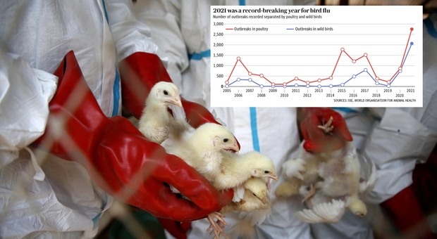 Influenza aviaria, record di casi nel 2021 (e aumento del 462%). Gli esperti: «Così il virus è più rischioso per l'uomo»