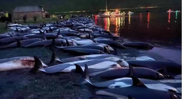 Massacrati 1.500 delfini, una mattanza senza precedenti nelle Isole Faroe