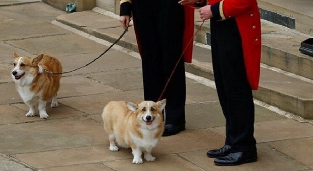 Regina Elisabetta, tutti vogliono i cani Corgi: prezzo raddoppiato, scoppia la mania (non solo in Inghilterra)