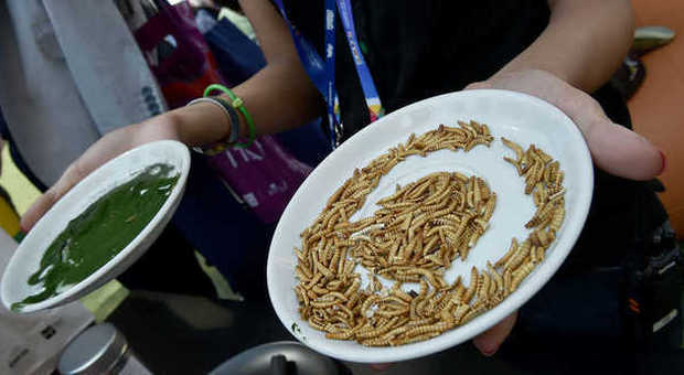 Grilli in barattolo, vermi della farina e nella ​passata: assaggi choc sequestrati dall'Asl a Expo -GUARDA