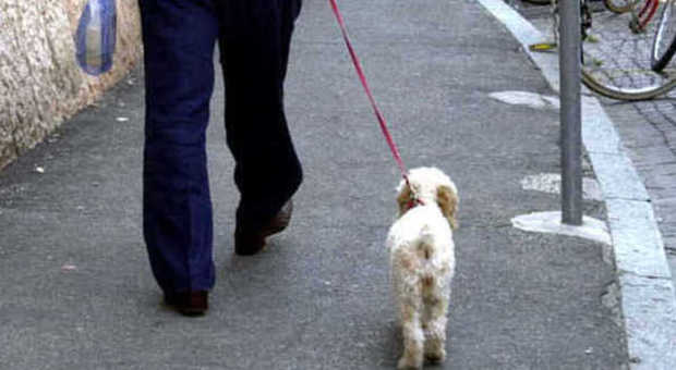 Non raccogli i 'bisognini' del cane o sporchi in strada? Comune pubblica la tua foto in piazza