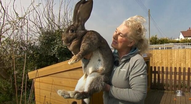 Rubato Darius, il coniglio più grande del mondo: maxi ricompensa per ritrovarlo