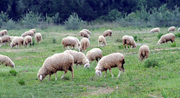 «Pecore per tosare l'erba dei parchi» L'ultima idea della giunta Raggi