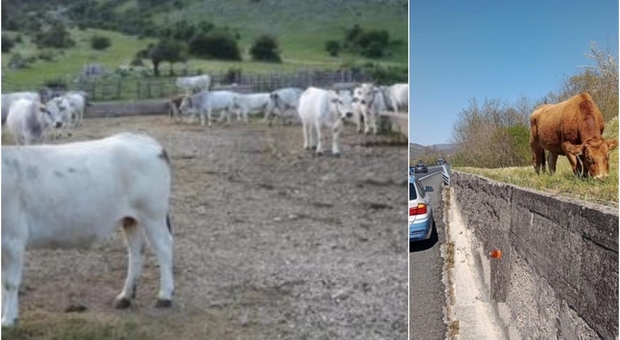Cerca di proteggere l'auto dalla mandria ma viene travolta da una mucca: 59enne gravissima