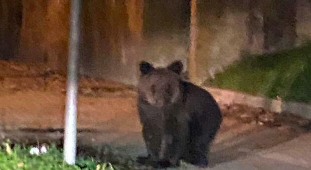 Cucciolo d'orso solo e impaurito dal traffico scappa su un albero: salvato