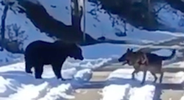 Orso e cane giocano sulla neve in Abruzzo: il video è subito virale