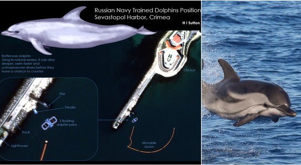 Nel Mar Nero la Russia schiera i delfini. «Sventano attacchi dei sottomarini»