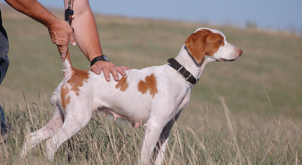 Cani da caccia imbavagliati, torturati e uccisi: comunità sotto choc