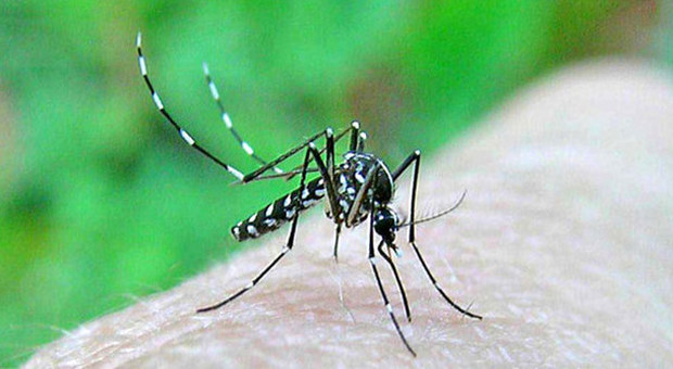 Zanzara tigre, scatta l'allarme: "Trasmette un virus incurabile e doloroso"