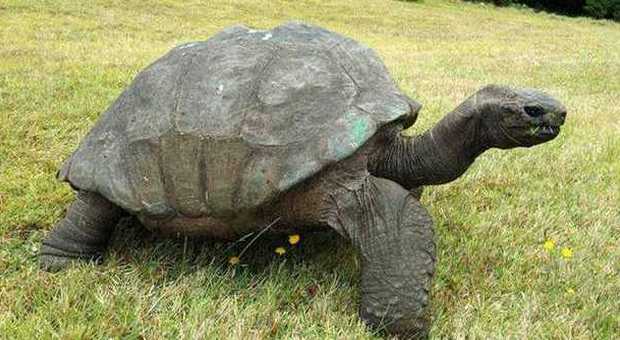 Jonathan la tartaruga compie 183 anni: è l'animale più vecchio del mondo - Guarda