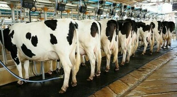 Super mucche clonate in Cina: «Producono il doppio del latte delle razze allevate negli Usa»