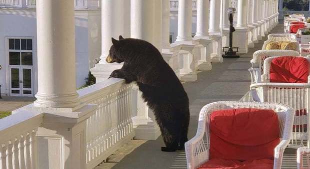 Orso bruno in cerca di cibo entra in hotel e si affaccia al balcone. La foto incredibile fa il giro del web